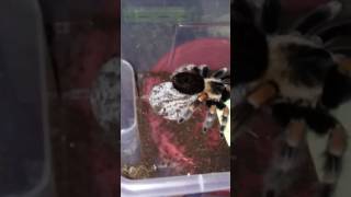 Brachyplema Smithi Tarantula Eggsac Pull Out