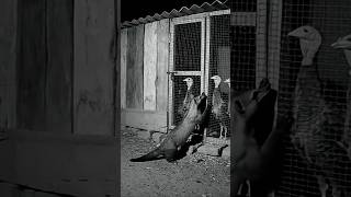 Sansara Büyük Tuzak Ava Giden Avlanır