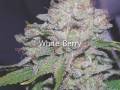HIGH TIMES Presents: Top 10 Strains of the Year