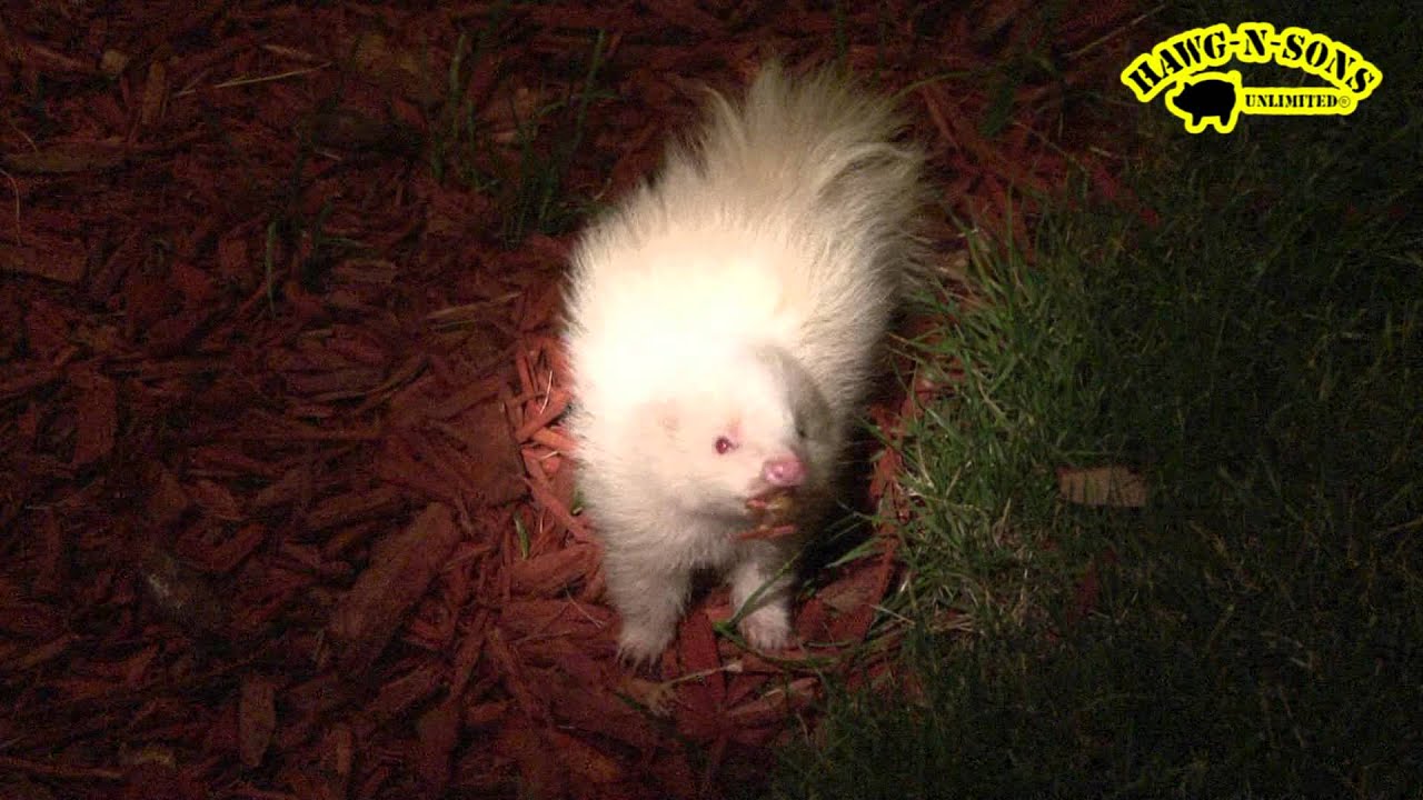 Most Adorable Cutest Rare Baby Albino Skunk Ever YouTube