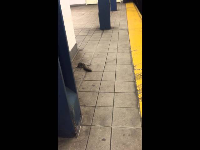 NYC Subway Rat Pulls Dead Rat Down Stairs - Video