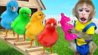 KiKi Monkey take care Colorful Chicks by Giant Bottle&eat fruit jelly with duckl