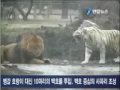 White Tiger Vs Lion, Submissive Lions - Part 1