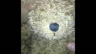 Teddy Bear Twerk