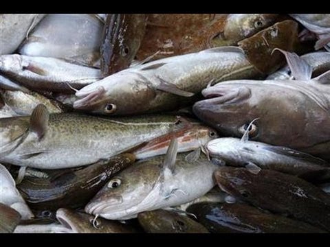 Cod fishing in Iceland 2014- Net fishing