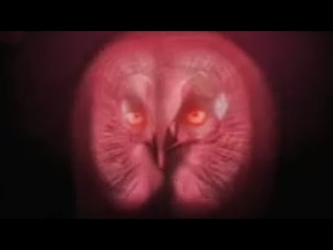 Sophisticated sonar of wild owls hunting in the arctic forest - BBC wildlife