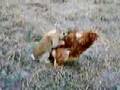 Il coniglio e la gallina