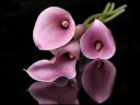 Calla Lilies - For Someone You Care ecards - Flowers Greeting Cards