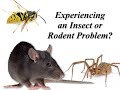 Hollywood Pest Control - Everguard Exterminators