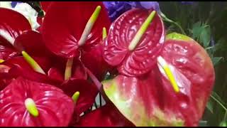 Pra não dizer que não falei de Flores - Luciane Denys