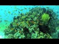 A Short Movie From Gopro 1080p Hd Scuba Diving In ...