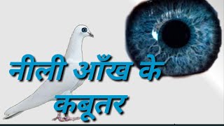Blue eyes pigeon.