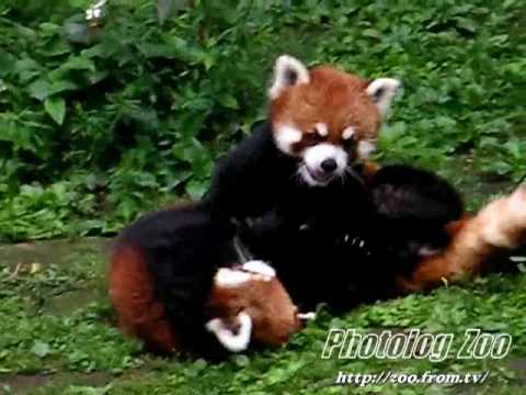 Red Panda 2008 バトるレッサーパンダ@市川市動植物園