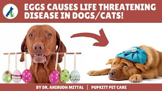 Common Pet Poisons: Dangerous food that acts as slow poison in dogs & cats | Pupkitt Pet Care