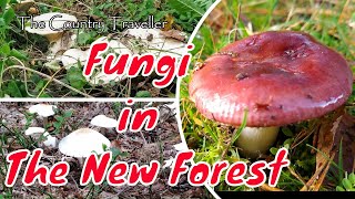 New Forest Fungi 2020 - edible or poisonous?