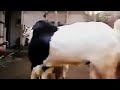Goat Breeding Mating Female Close Up images Goat Breeding Mating Female Close Up