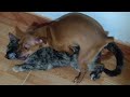 Dog Makes Love With Cat | Dog And Cat Mating Video