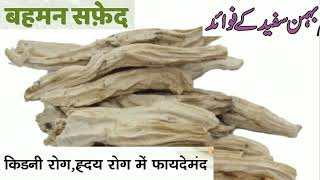 बहमन सफद क फयद कर दग हरन Benefits Of Bahman Safed Will Surprise You
