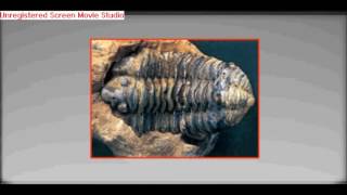 05 - Fossilização ASA