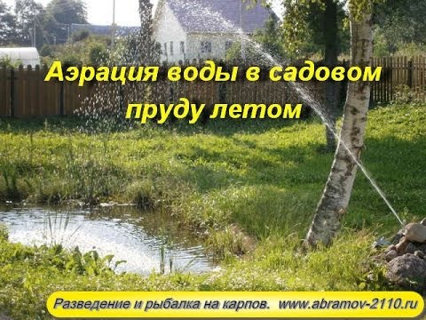 Разведение карпов домашних условиях Разведение карпов домашних условиях