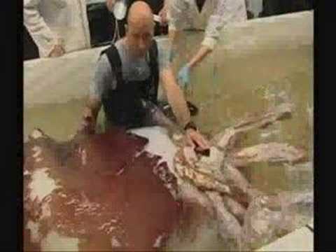 A Colossal Squid caught last year is now being thawed and dissected by New Zealand Scientist. Find out more at figbranch.com Narration of this Video by Jim