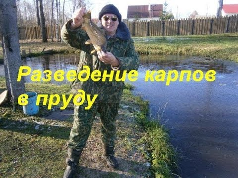 Выращивание карпов в пруду 100