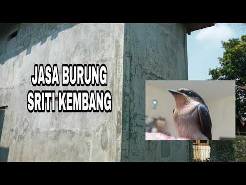Walet bersarang setelah di pikat dengan burung sriti kembang