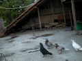 image Pidio Burung Merpati Tinggi Crg