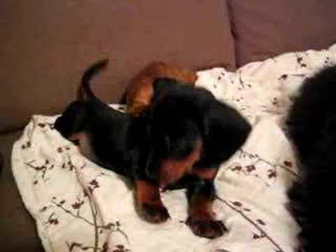 Dachshund puppies roll around on couch