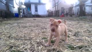 American Pit Bull Terrier Apbt Puppy Playing Turtlebuster