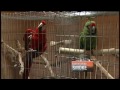 Zoo Shuffles Animals To Avoid Smoke