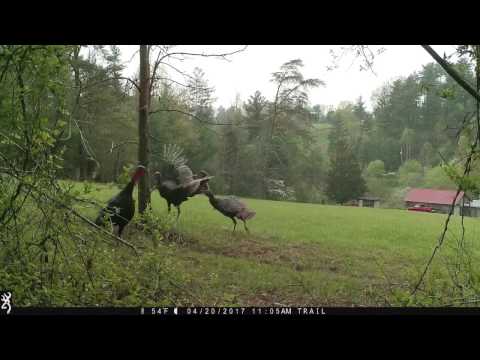 Crazy Turkeys Chasing Each Other Around a Tree