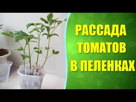 Посадка рассады помидор в пеленку 90