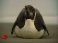Antarctica Penguin In New Zealand