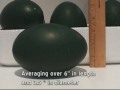 Emu Egg Facts, Size and Weight