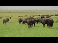 african buffalo mating M9LWJZ9