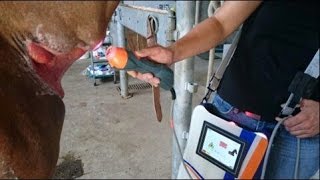 Daya San, A Horse With A Bite Wound On Her Neck