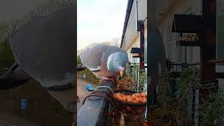 Hungry Male Wood Pigeon Eating Balcony Bird Table 4K