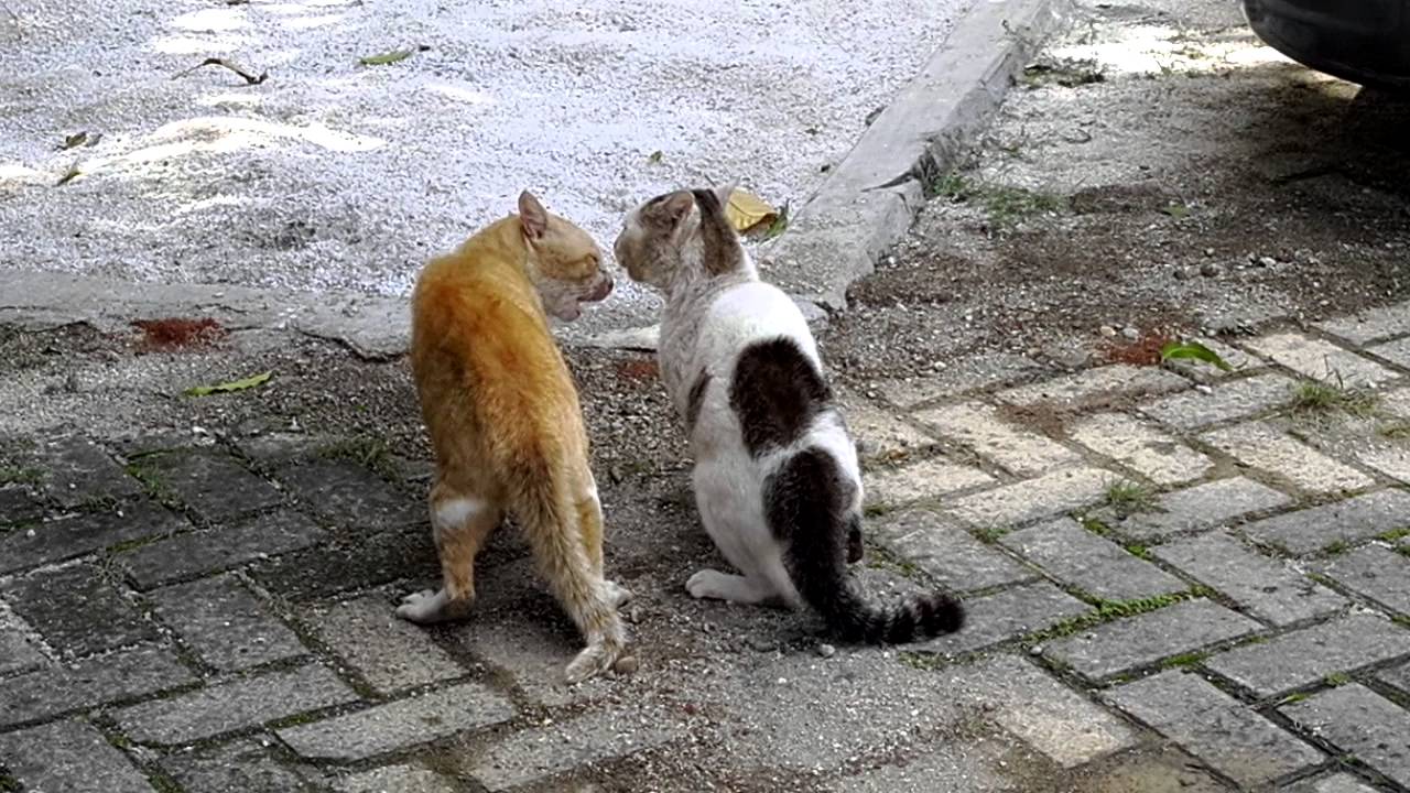 Asian cat fighting site