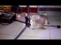 Ngintip Cewe Y Penari Tiang 281013 images Ngintip Cewe Y Penari Tiang 281013