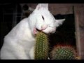Cute & Funny Cats & Dogs