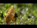 It's a Small World #1 [ Spring 2015 - Nature Macro Footage with Relaxing Nature Sounds ]