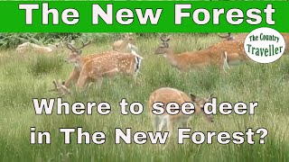 Watching Fallow Deer at Bolderwood, in The New Forest #thenewforest