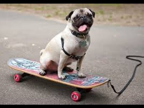 Pug On A Skateboard