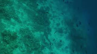 Reef shark Kagi 2021