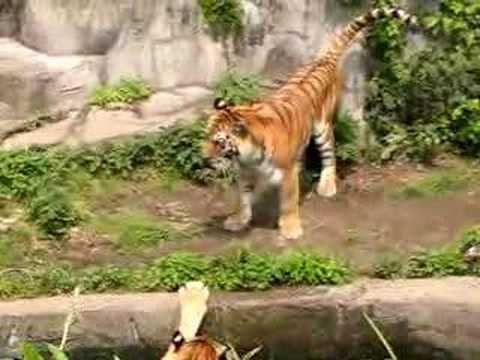 襲い掛かるトラとどよめき ．．． Tiger Attack， Tiger vs Tiger