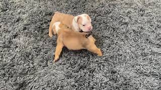 English Bulldog Puppies