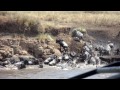 Vultures of East Africa: The Soap of the Savannah