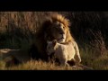 white lion (official movie trailer)