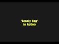 Kali Tudo- Lonely Dog.flv